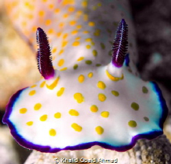 Keep moving forward like nudibranch by Khalid Obaid Ahmad 